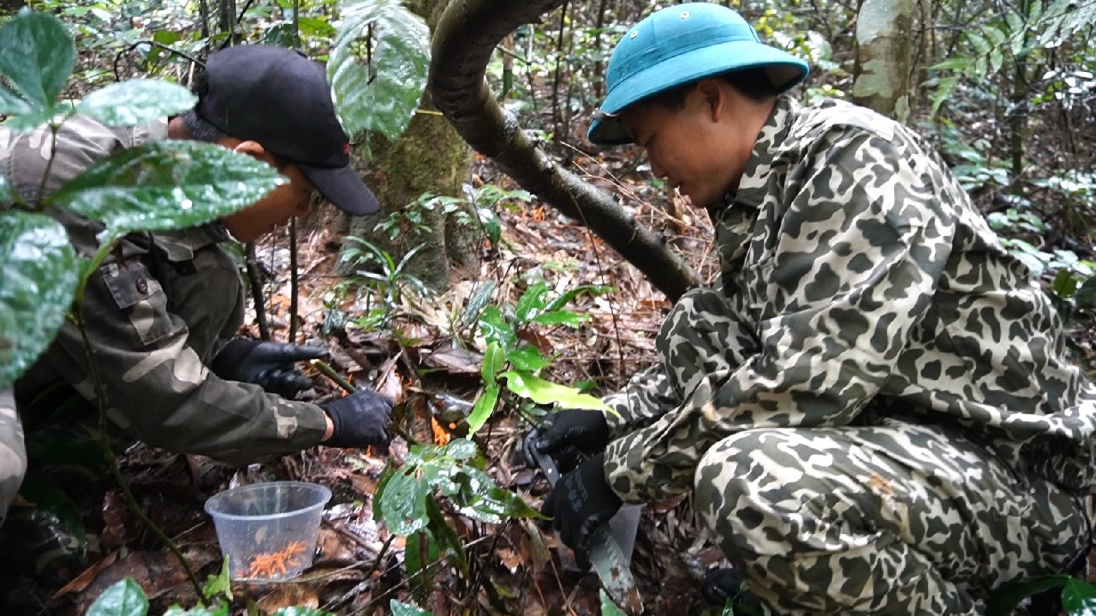 Ảnh nhà khoa học của HTX Nấm Tam Đảo tìm thấy đông trùng hạ thảo trong rùng Tam Đảo